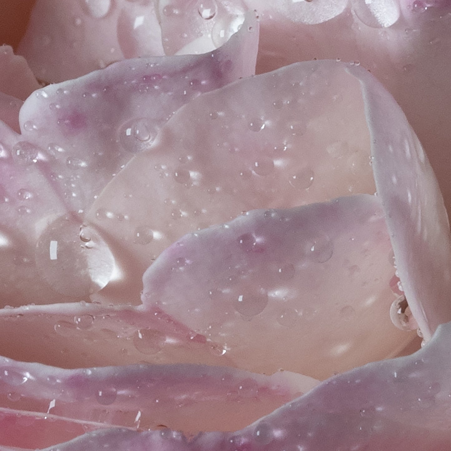 L' EAU A LA ROSE