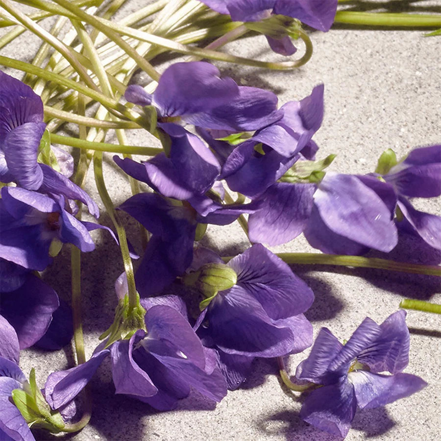 DOLCE VIOLET