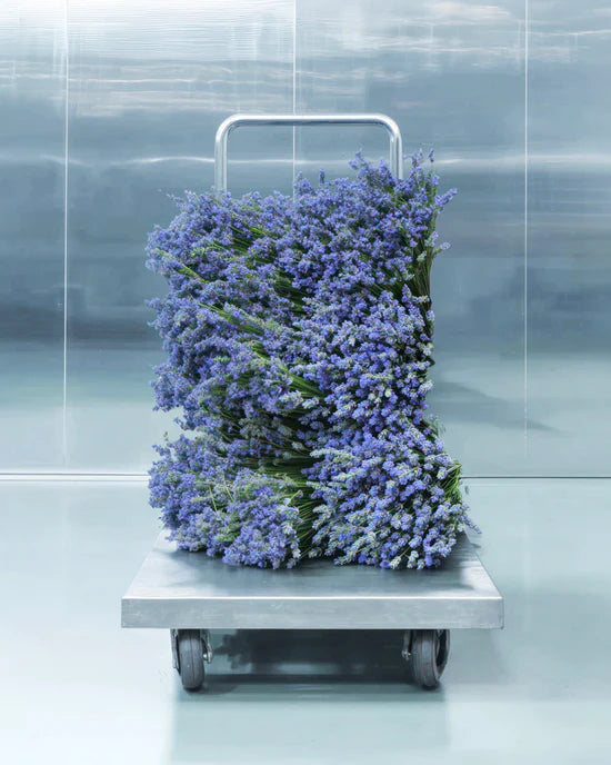 METAL LAVENDER