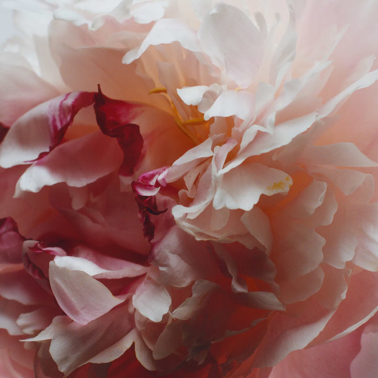 Hand & Body Wash | Peony & Blash Suede
