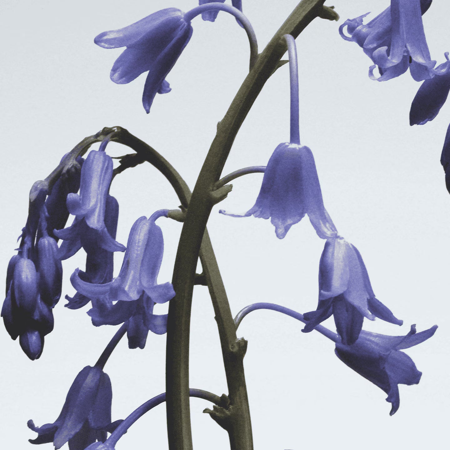 Hand & Body Wash | Wild Bluebell
