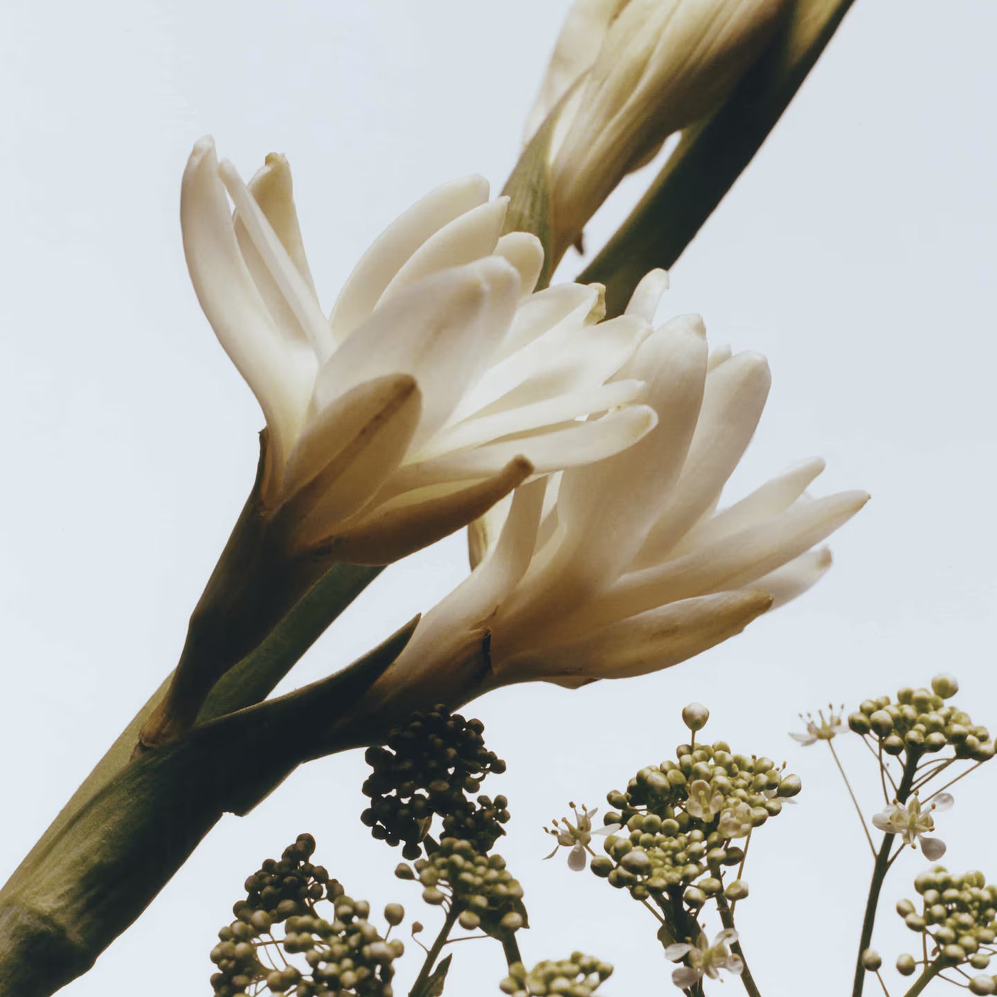 COLOGNWE INTENSE TUBEROSE ANGELICA