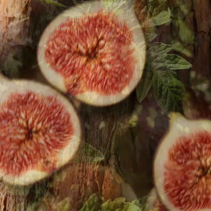 FICO AROMATICO